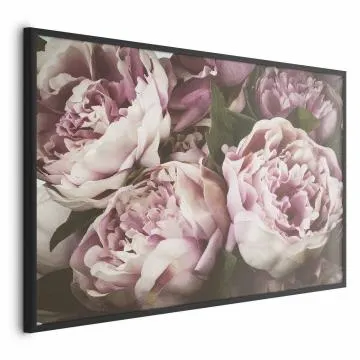Plakat Różowe piwonie 90x60 cm z ramą czarną bez marginesu
