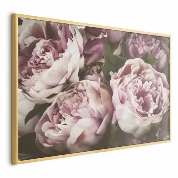 Plakat Różowe piwonie 60x40 cm z ramą złotą bez marginesu