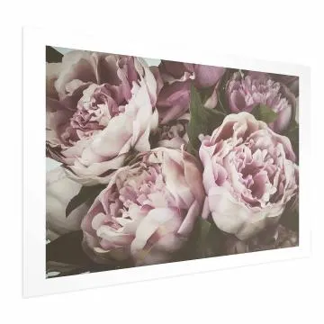 Plakat Różowe piwonie 60x40 cm bez ramy z marginesem