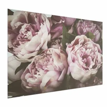 Plakat Różowe piwonie 30x21 cm bez ramy bez marginesu