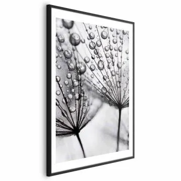 Plakat Rosa 40x60 cm z ramą czarną z marginesem