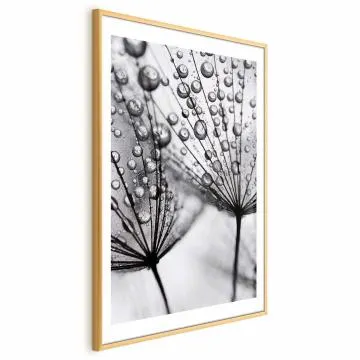 Plakat Rosa 60x90 cm z ramą złotą z marginesem