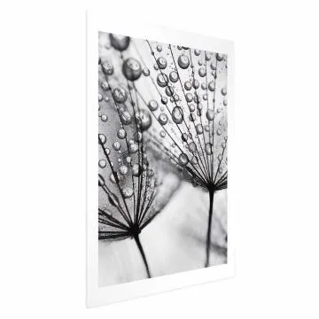 Plakat Rosa 60x90 cm bez ramy z marginesem