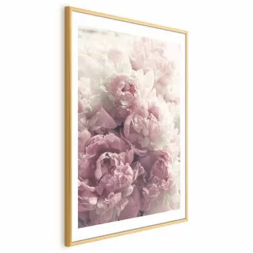 Plakat Delikatne piwonie 60x90 cm z ramą złotą z marginesem