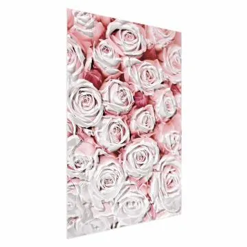 Plakat Białe róże 60x90 cm bez ramy bez marginesu