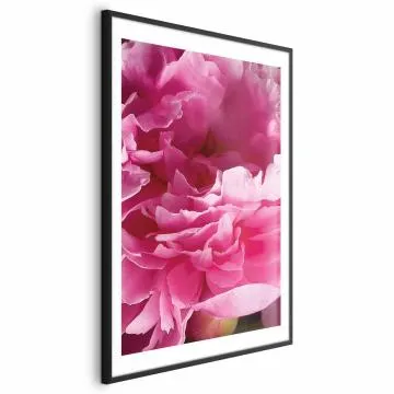 Plakat Piękne piwonie 21x30 cm z ramą czarną z marginesem