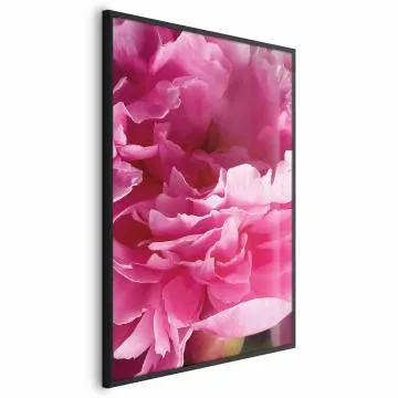 Plakat Piękne piwonie 29,7x42 cm z ramą czarną bez marginesu