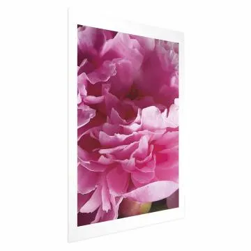 Plakat Piękne piwonie 60x90 cm bez ramy z marginesem