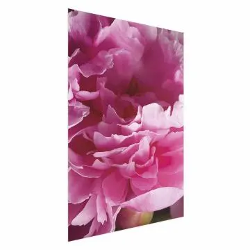 Plakat Piękne piwonie 21x30 cm bez ramy bez marginesu