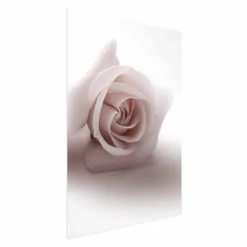 Plakat Różany cień 40x60 cm bez ramy bez marginesu