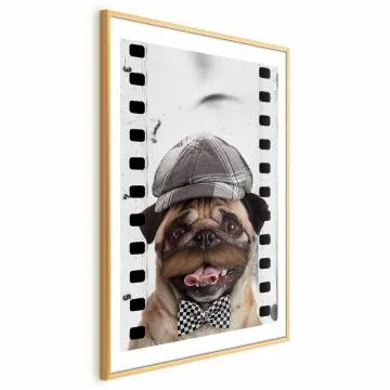 Plakat Mops w czapce 40x60 cm z ramą złotą z marginesem