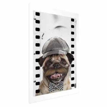 Plakat Mops w czapce 29,7x42 cm bez ramy z marginesem