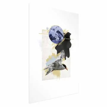 Plakat Rybitwa antarktyczna 40x60 cm bez ramy z marginesem