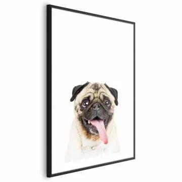 Plakat Mops 60x90 cm z ramą czarną z marginesem