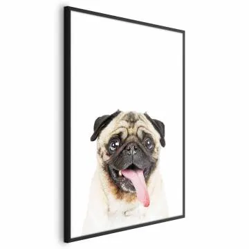 Plakat Mops 40x60 cm z ramą czarną bez marginesu