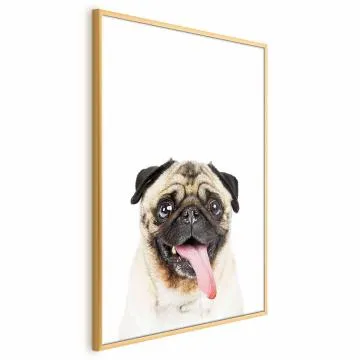 Plakat Mops 40x60 cm z ramą złotą bez marginesu
