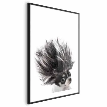 Plakat Chihuahua 60x90 cm z ramą czarną z marginesem