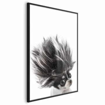 Plakat Chihuahua 21x30 cm z ramą czarną bez marginesu