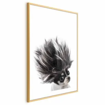 Plakat Chihuahua 21x30 cm z ramą złotą z marginesem