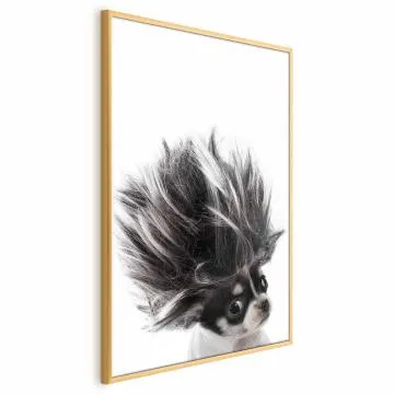 Plakat Chihuahua 60x90 cm z ramą złotą bez marginesu