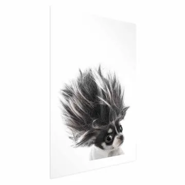 Plakat Chihuahua 21x30 cm bez ramy z marginesem