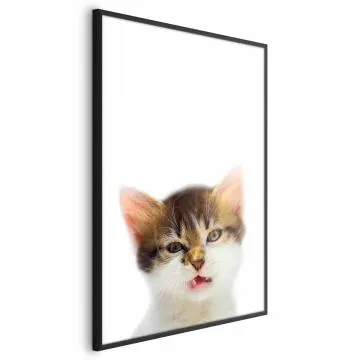 Plakat Zirytowany kot 29,7x42 cm z ramą czarną bez marginesu