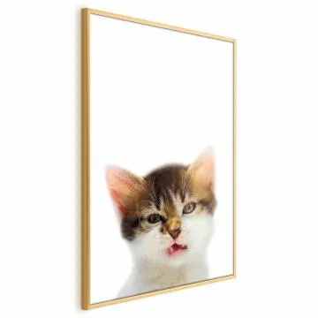 Plakat Zirytowany kot 29,7x42 cm z ramą złotą bez marginesu