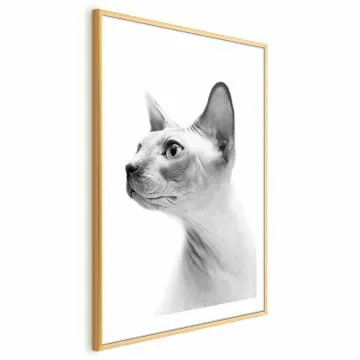 Plakat bezwłosy kot 29,7x42 cm z ramą złotą z marginesem