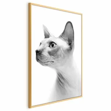 Plakat bezwłosy kot 29,7x42 cm z ramą złotą bez marginesu