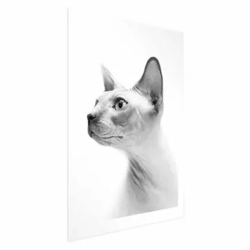 Plakat bezwłosy kot 21x30 cm bez ramy z marginesem