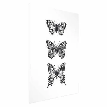Plakat Trzy motyle 60x90 cm bez ramy bez marginesu