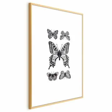 Plakat Pięć motyli 60x90 cm z ramą złotą z marginesem