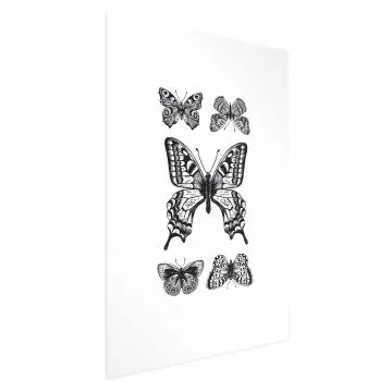 Plakat Pięć motyli 40x60 cm bez ramy bez marginesu