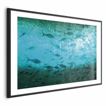 Plakat Gromada ryb 60x40 cm z ramą czarną z marginesem