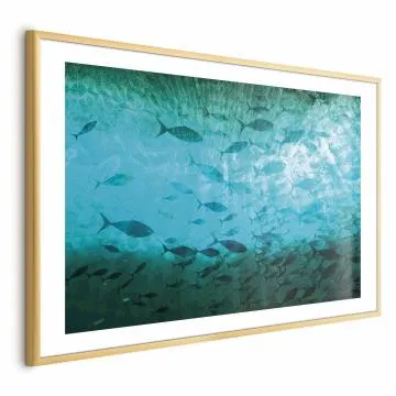 Plakat Gromada ryb 60x40 cm z ramą złotą z marginesem