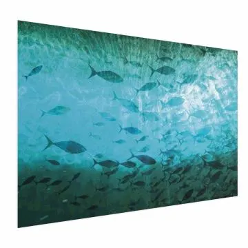 Plakat Gromada ryb 42x29,7 cm bez ramy bez marginesu