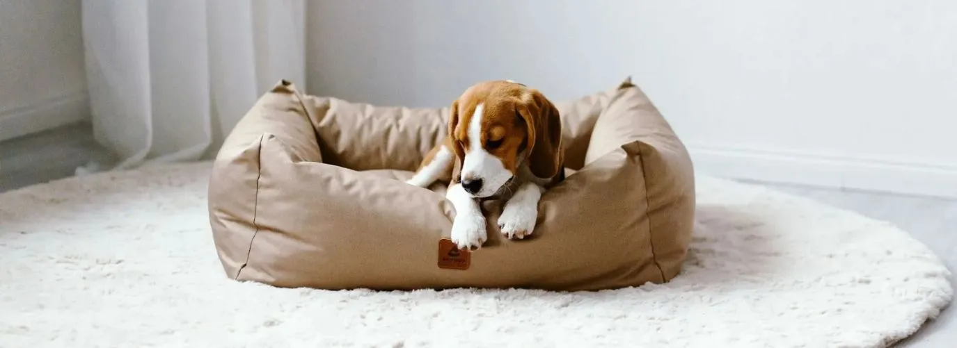 ANIMOOD